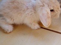 Hollanda Teddy Lop tavşan yavruları