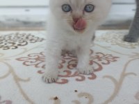 Boncuk Gözlü British Shorthair