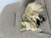 2 Yaşında British Longhair