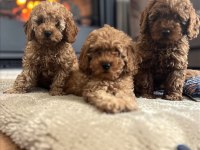 Toy Poodle Türkiye Starları