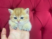 British golden erkek yavru anne babası şecereli