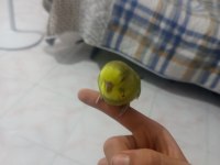 2 Aylık Evcil Dişi Ve Erkek Muhabbet Kuşu