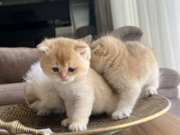 Safkan kaliteli golden yavrular (british ve scottish fold)