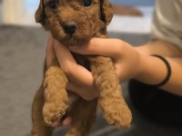 Şecereli toy poodle baba maltipoo anne