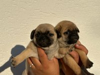 Pug İlgilenemediğimiz için veriyoruz