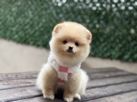 ORJİNAL POMERANİAN
