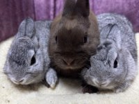 CÜCE NETHERLAND DWARF TAVŞAN YAVRULARIMIZ