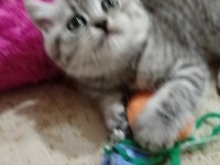 British shorthair ponçik lokma tatlımı kim ister