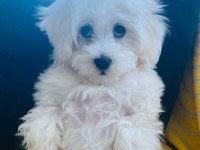 Maltese Terrier 6 Aylık Dişi Sahiplendirilecektir