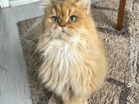 Full şecereli golden ny12 scottish fold oğlumuz