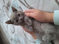 2 aylık yavru british shorthair