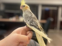 4 Aylık Erkek Full Evcil Sultan Papağanı