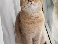 Golden Ny25 British Shorthair Dişi Yavru