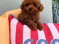 Ankaranın en güzel kore toy poodle yavruları
