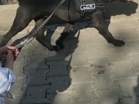 Cane Corso karnesi varsorunsuz