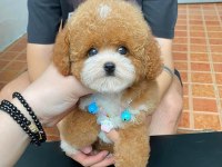 Birbirinden güzel poodle bebeklerimiz