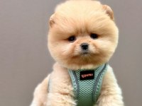 Safkan Pomeranian Boo Yavrularımız