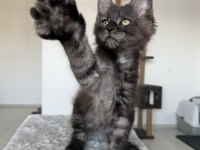 Black Smoke Erkek Üst Kaliteli Maine Coon