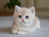 Nadir Renk  Golden British Shorthair 