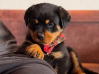 A şecereli erkek rottweiler yavrularım