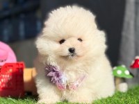 GERÇEK TEA CUP TEDDY POMERANİAN BOO YAVRULARI
