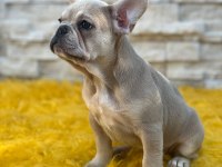 Lilak tan french bulldog dişi kızımız