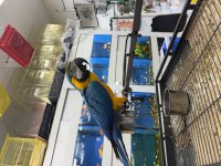 BELGELİ ÇİPLİ SARI MAVİ ARA MACAW MUTASYON