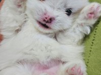 Mini Pomeranian Köpekler