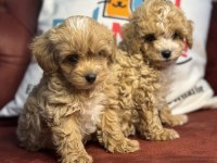 Ankaranın en seçkin kore maltipoo yavruları
