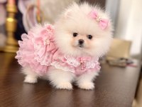 MİNİ BOY TEACUP DİŞİ POMERANİAN BOO