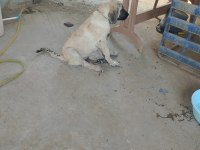 Kangal köpeğimiz izmir menemen