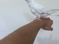 Full evcil eğitimli sultan papağanı bebekleri