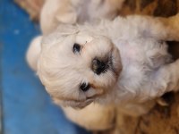 Maltese Yavrularımız