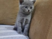 Scottish fold ve british bebeklerimiz