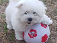Maltese Terrier Xs Sıfır No.ev Doğumlu Yavrularım