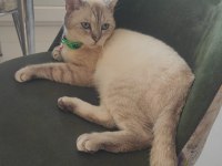 British shorthair Alfee yuva arıyor