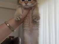 Golden british shorthair bebekler
