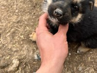 Alman kurt köpeği yerli kurt