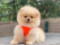 Blacks Petshop Garantisiyle Üst Düzey Pomeranian Boo