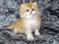 HARİKA ERKEK YAVRU