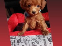 Dişi erkek pet eğitimli poodle yavrular