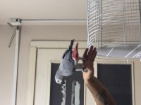 Full Evcil 25-30 Kelime Konuşan Oyun Hamuru Jako