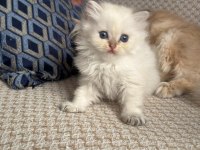 Safkan British Longhair Yavrular
