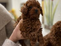 SAFKAN TOY POODLE