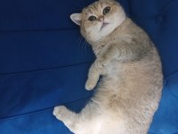 Dişi Kısır Kedimi Sahiplendirmek İstiyorum