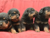 A Kaliteli Rottweiler Yavrularımız