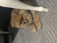 UYGUN FİYATA SAĞLIKLI POMERANİAN BOO