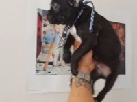 ACİL STANDART TEACUP ERKEK FRENCH BULLDOG YAVRU 2 AYLIK