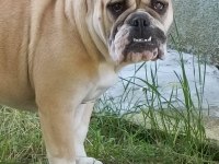 6 Aylık Dişi İngiliz Bulldog