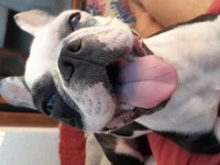 2 yaşında eğitimli akıllı dişi french bulldog